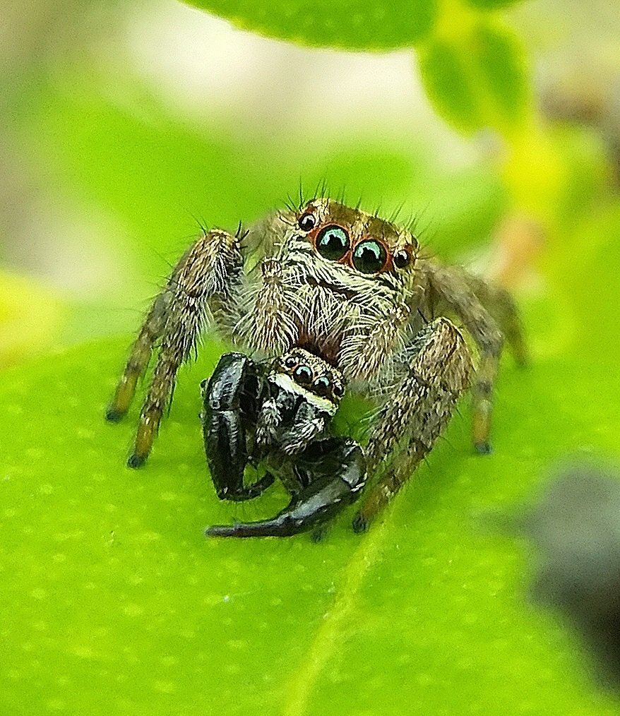 Jumping spider .....the killer