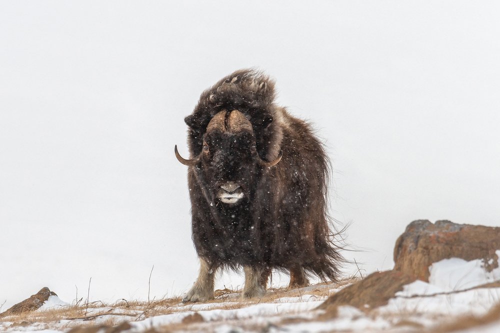 Photograph by Моисеева Надежда