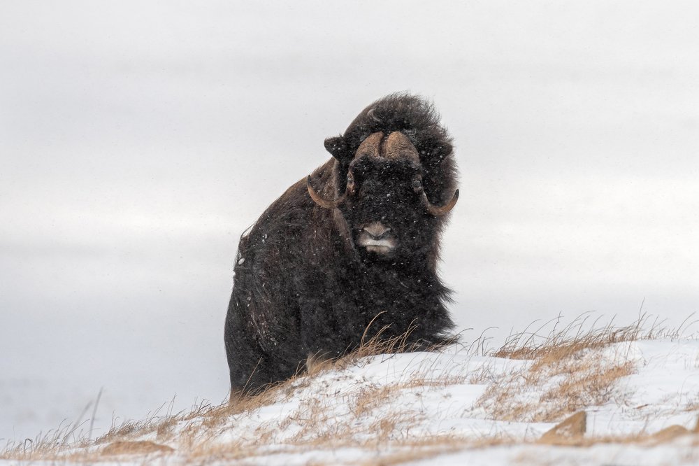 Photograph by Моисеева Надежда