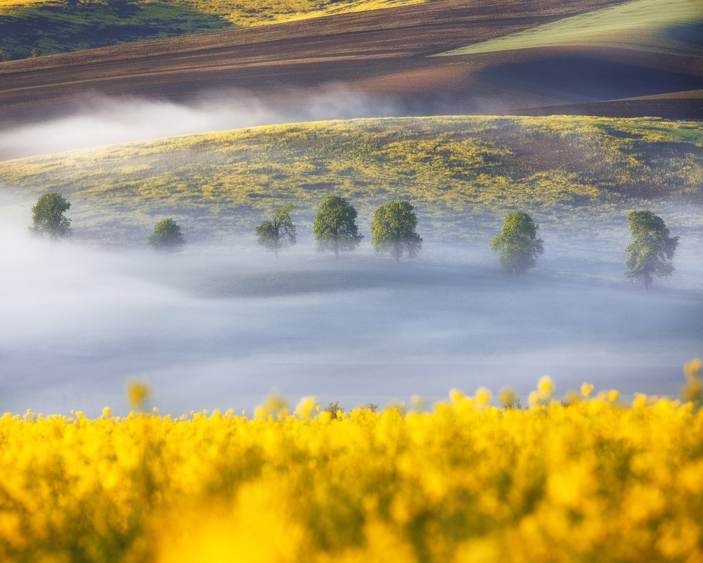 Туманное утро в Моравии