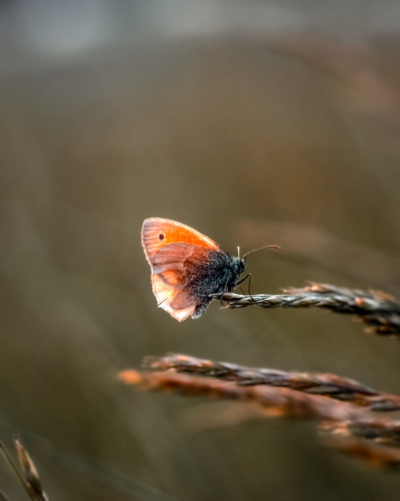 Photograph by Александр Соловьев