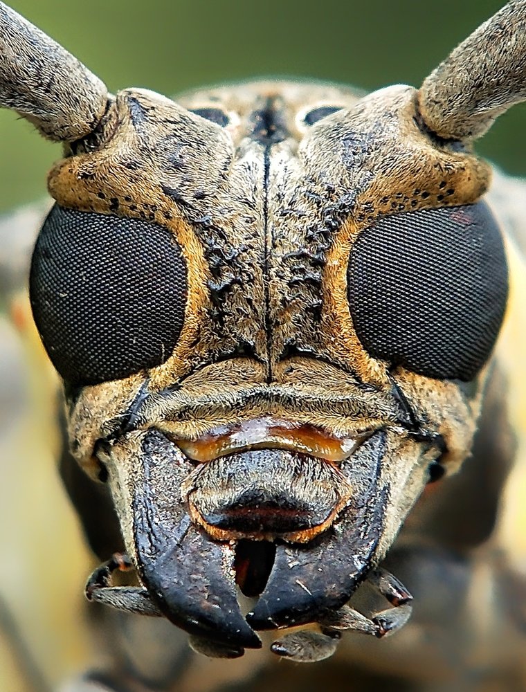 Longhorn Beetle