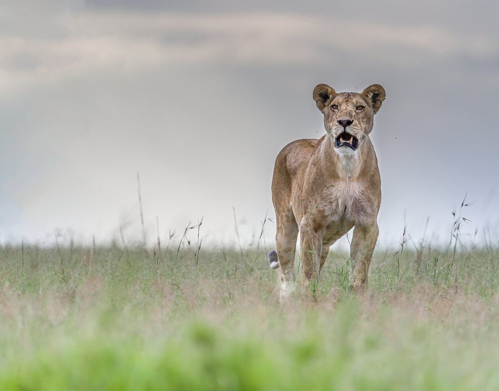 Photograph by Ruzdi Ekenheim