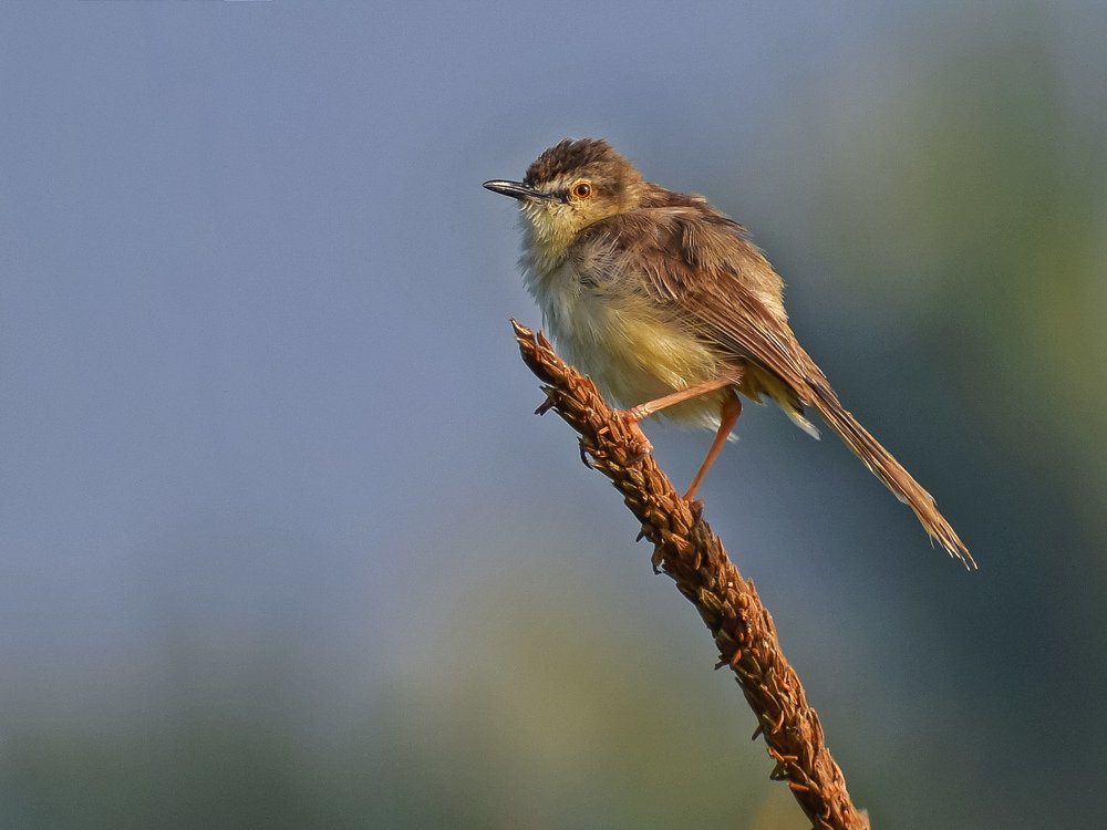 Plain prinia