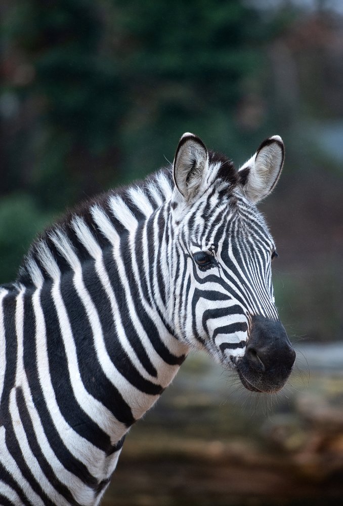 Photograph by Юлия Борт