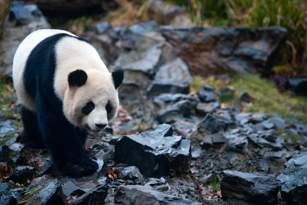 Photograph by Юлия Борт