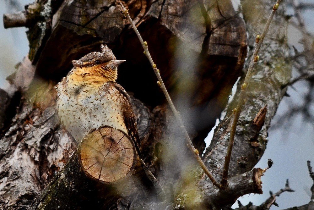 Photograph by Сергей Торхов