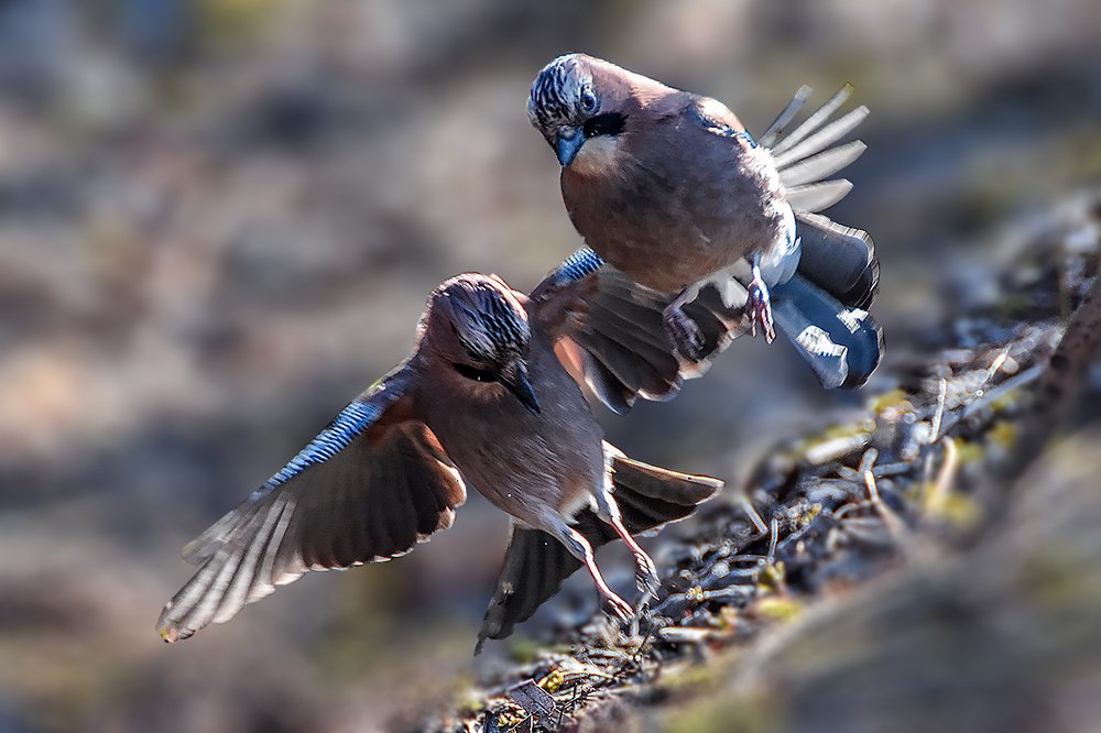 парные полеты