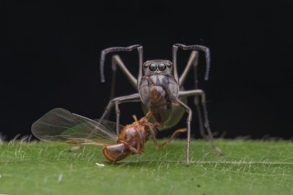 Ant mimicking spider