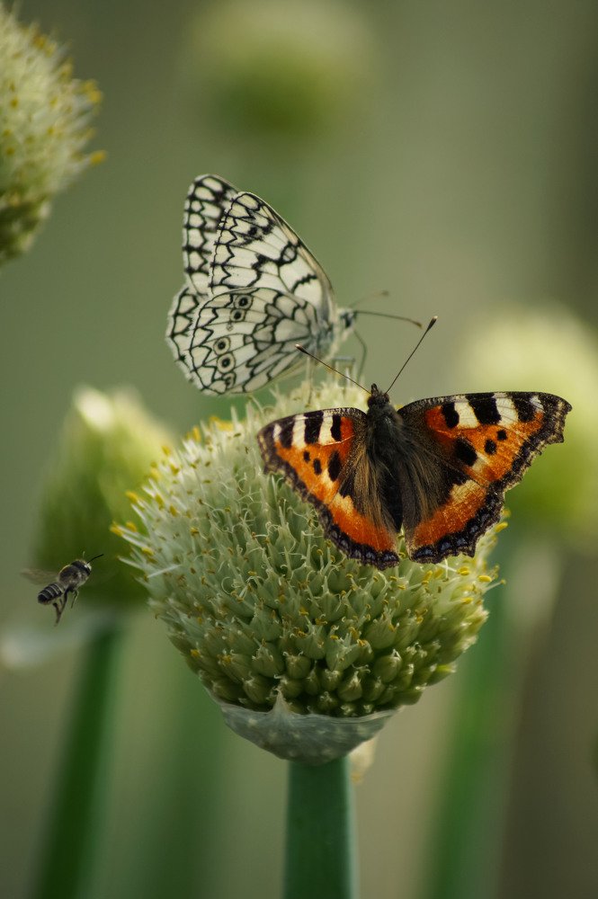 Photograph by Slesareva Nina