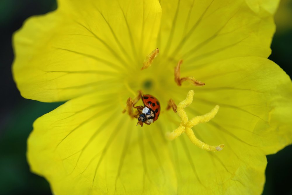 Red Ladybug On Yellow Flower Stamens