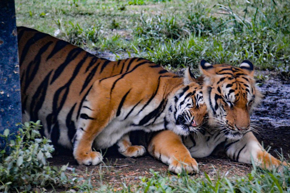 Фотография автора Subhadeep Debnath