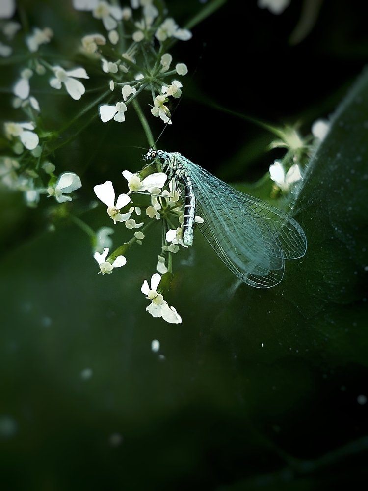 Photograph by Юлия Серазетдинова