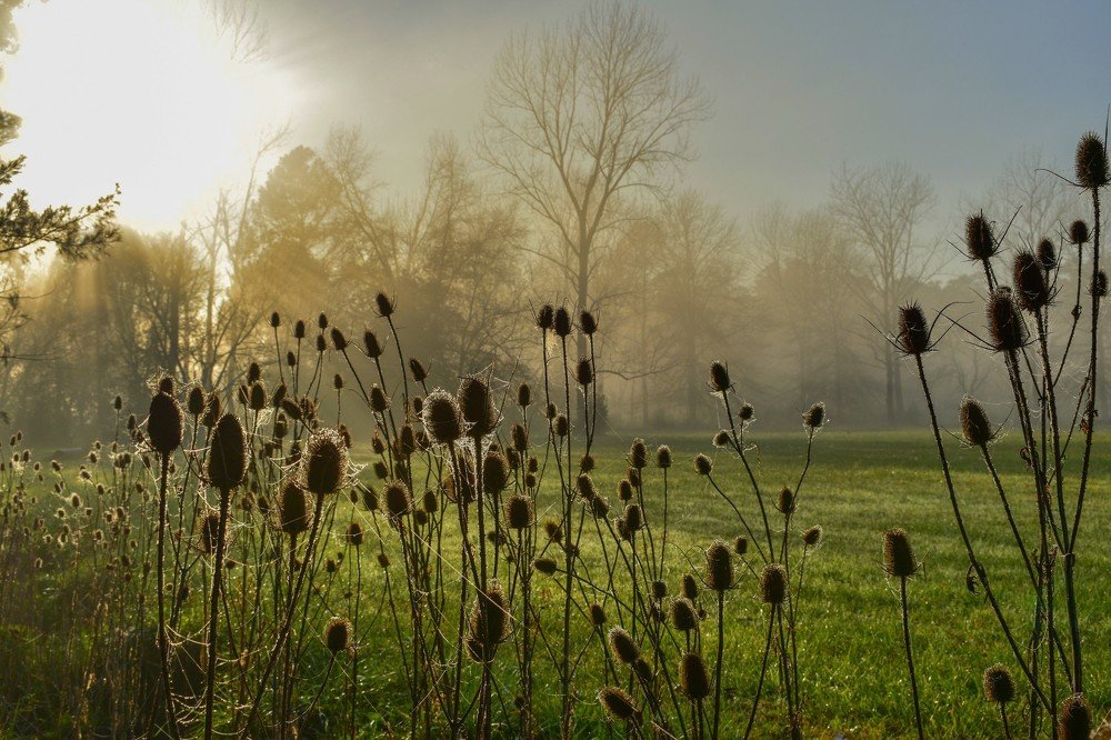 Foggy morning with thistles