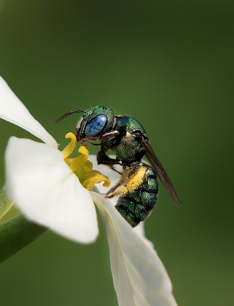 Green honey bee