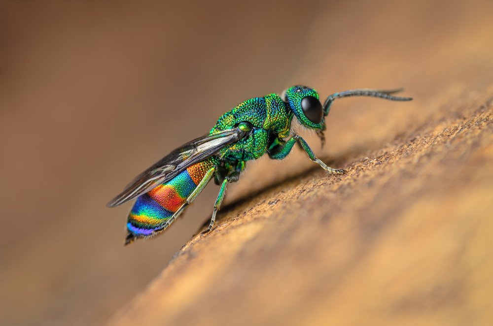 Фотография автора Сергей Чебанов