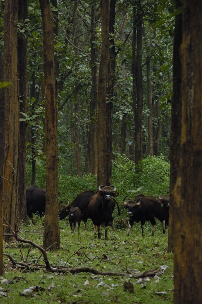 Photograph by NITHIN KUMAR KAVILPUTHANVEETTIL