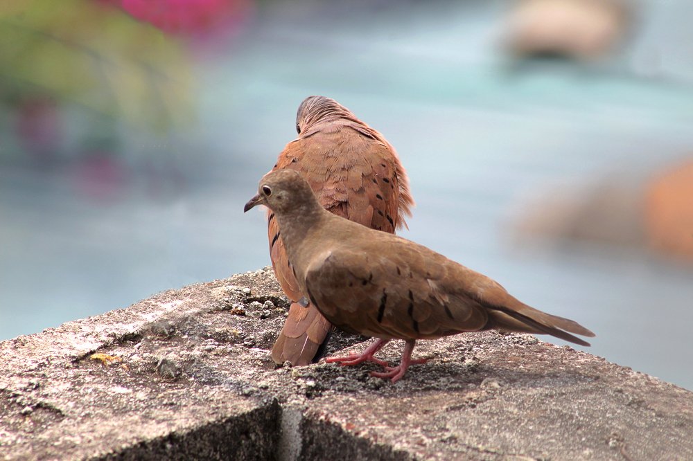 Photograph by Javier Fuentes