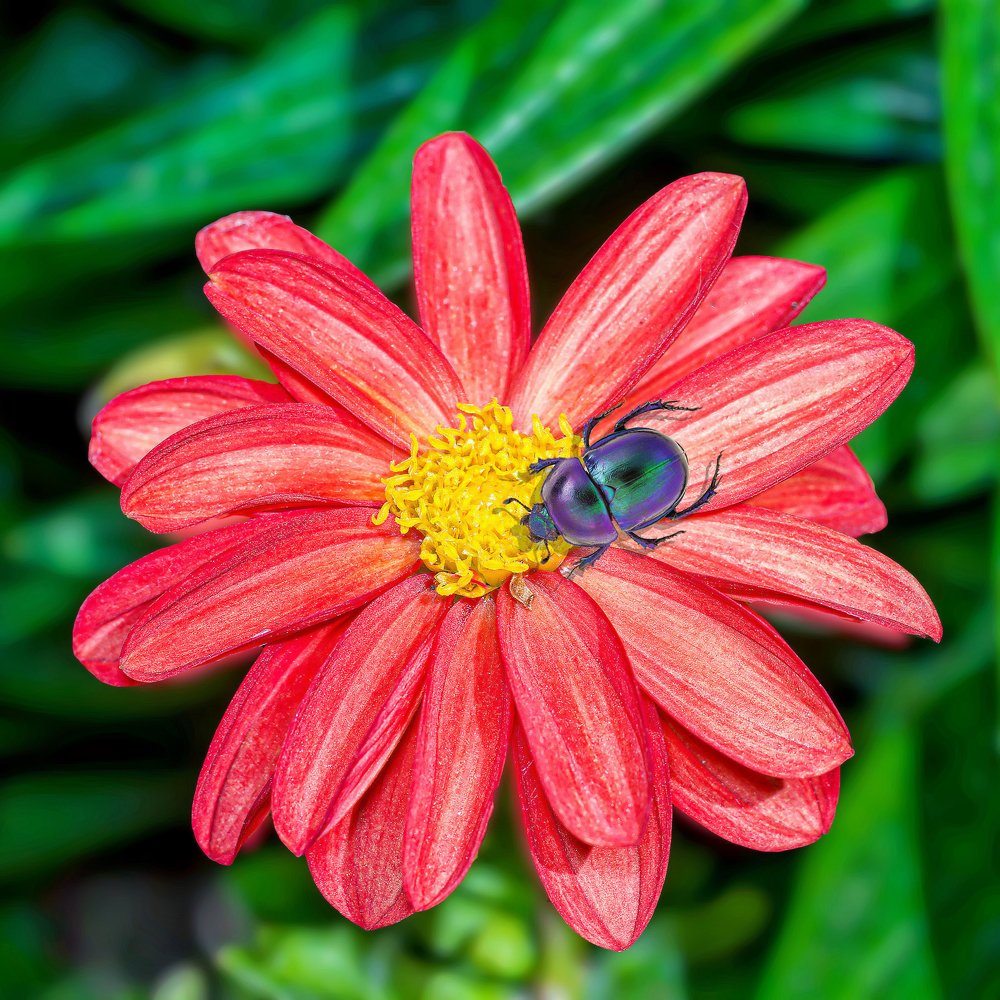 Жук навозник. Тяга к прекрасному.