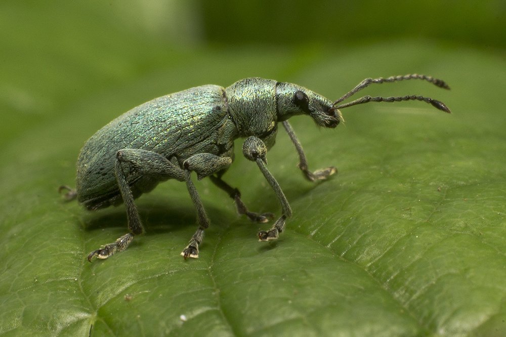 Путешествие длиной в лист