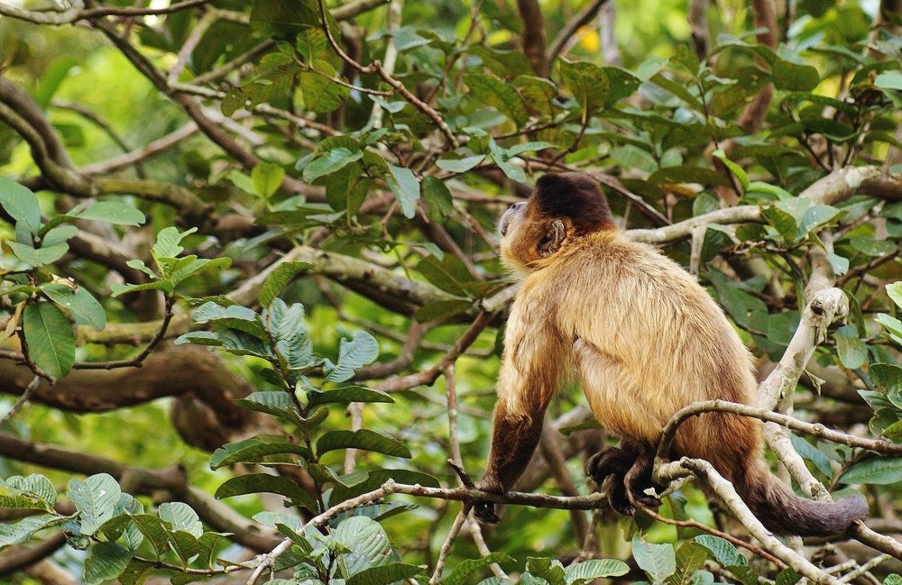 Photograph by Mauricio Brasilli