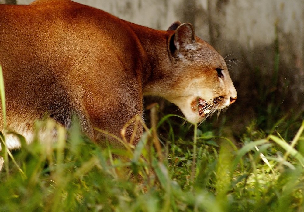 Photograph by Mauricio Brasilli