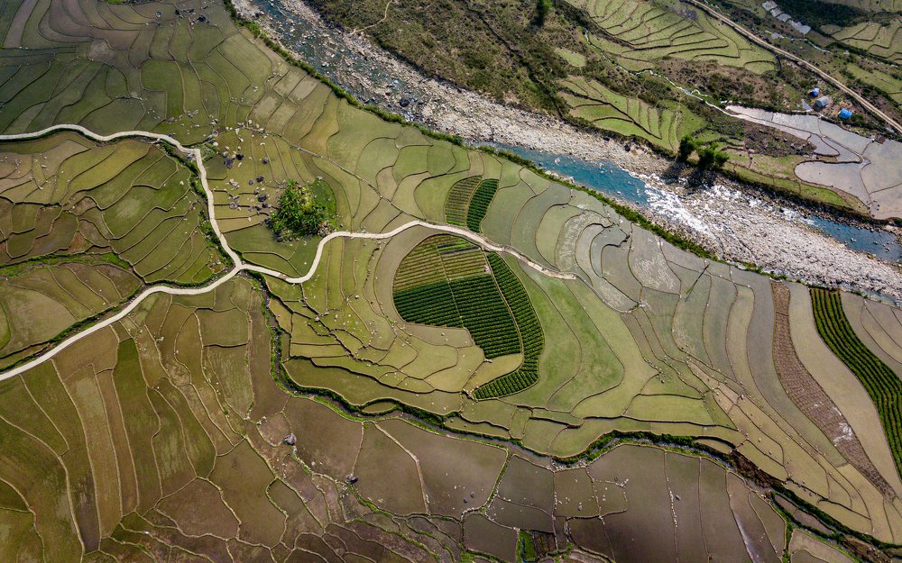 Rabbit icon on rice fields