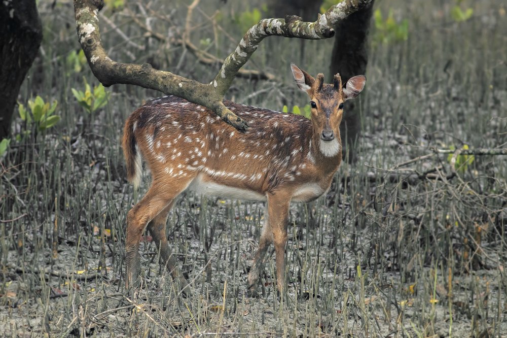 Photograph by Souvick Mukherjee