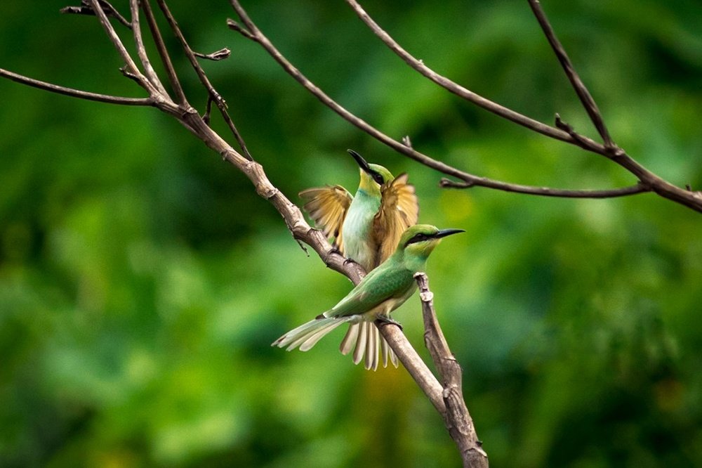 Green Bee Eater
