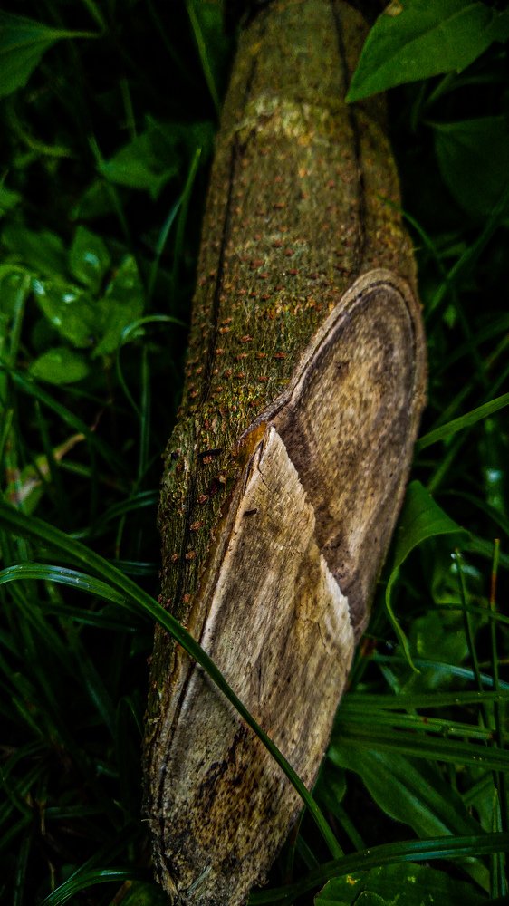 Photo #4679463