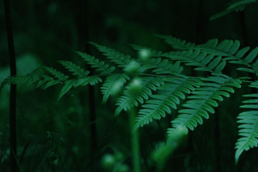 Фотография автора Иван Вдовин