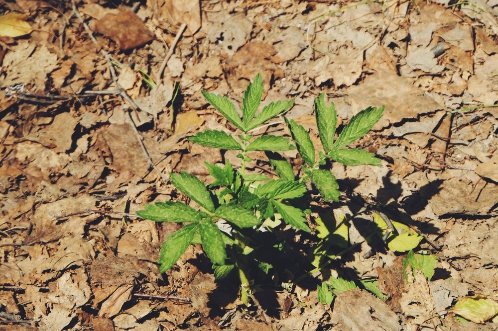 Фотография автора Иван Вдовин