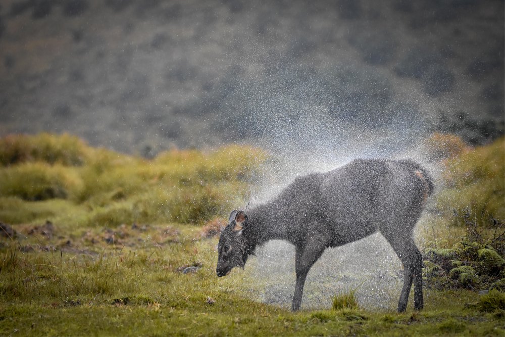 Photograph by Mindaka Mahela