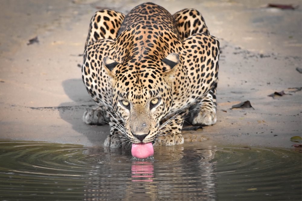 Photograph by Mindaka