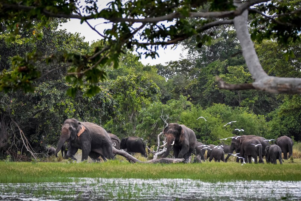 Photograph by Mindaka