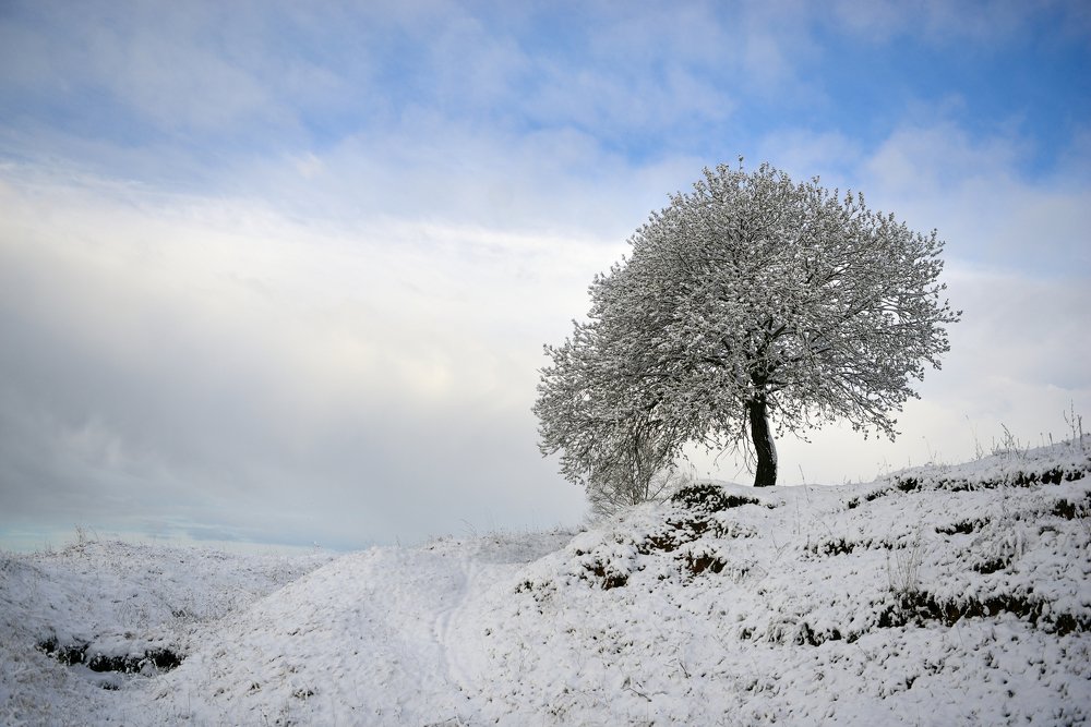 Одинокое дерево