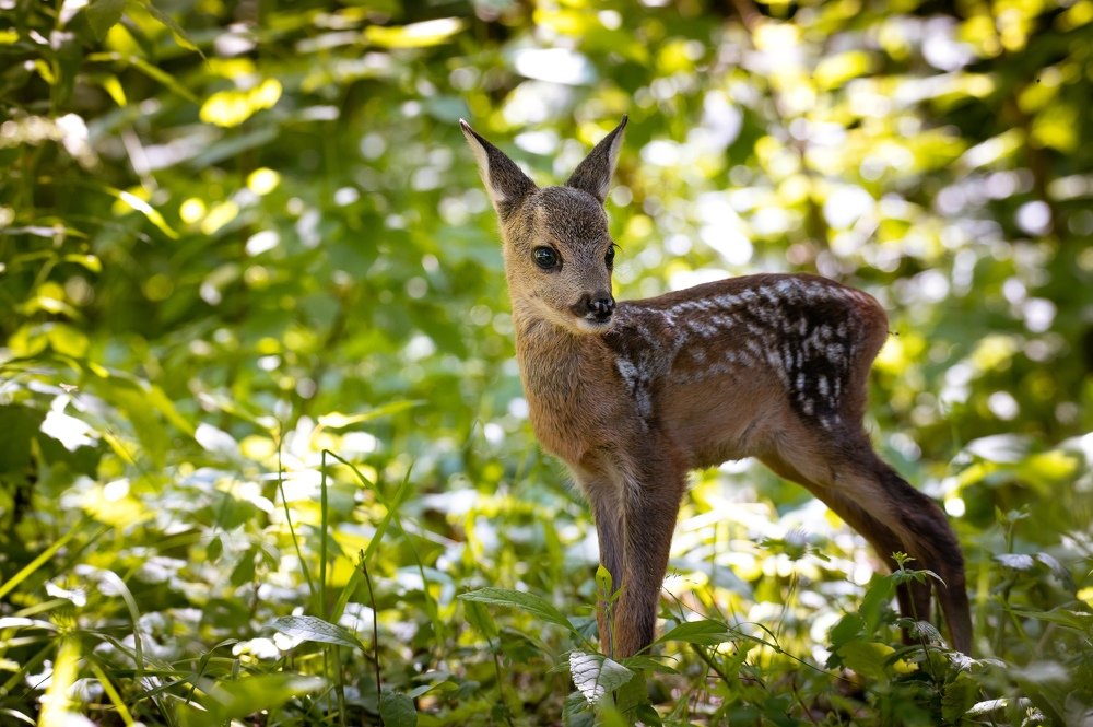 Однажды в лесу