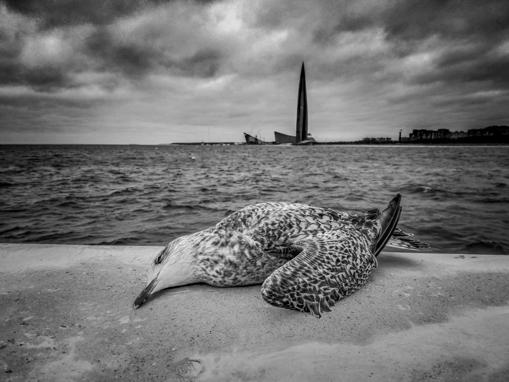 Photograph by Денис Шевелев