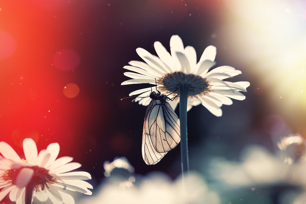 Солнечное лето