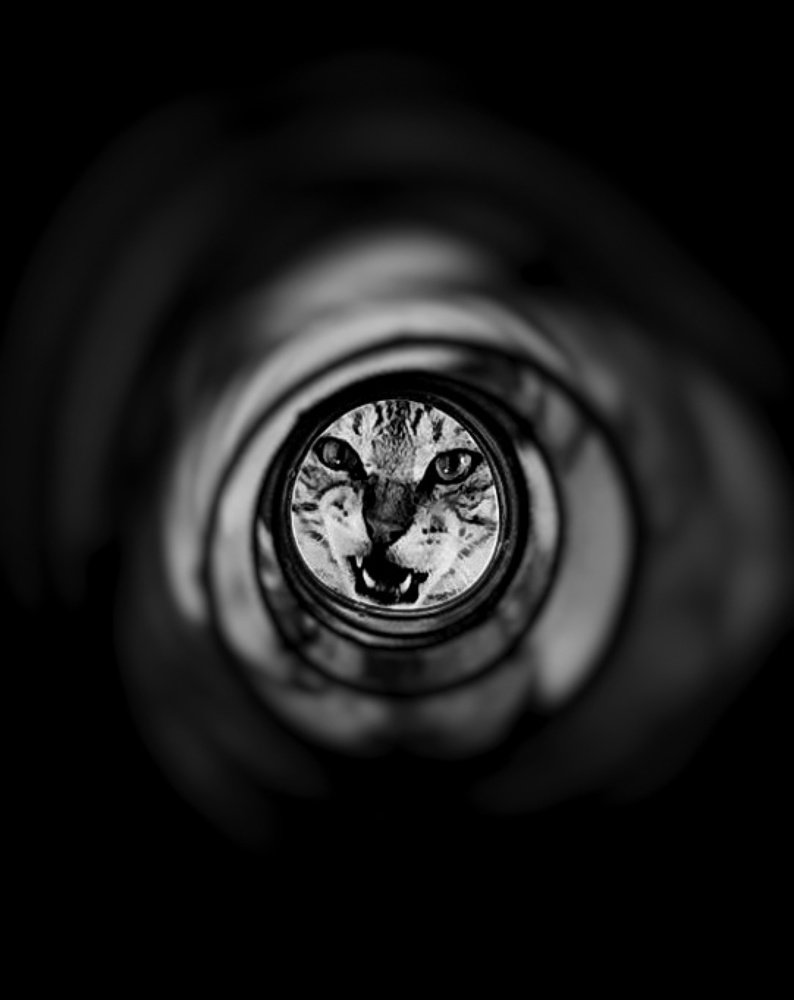 Фотография автора Abhitha