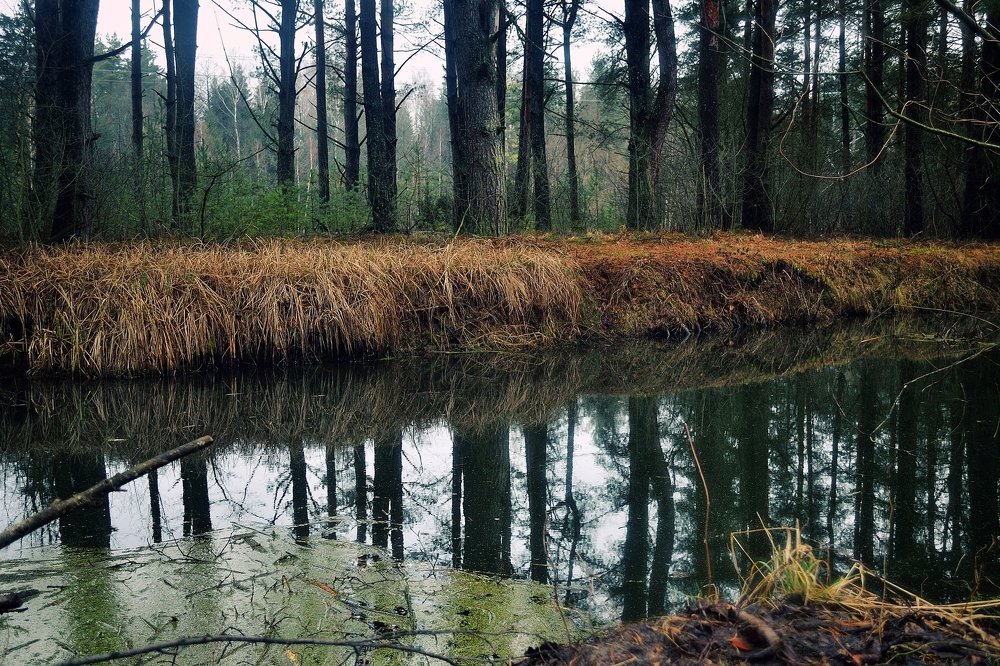 Фотография автора Роман Володащик