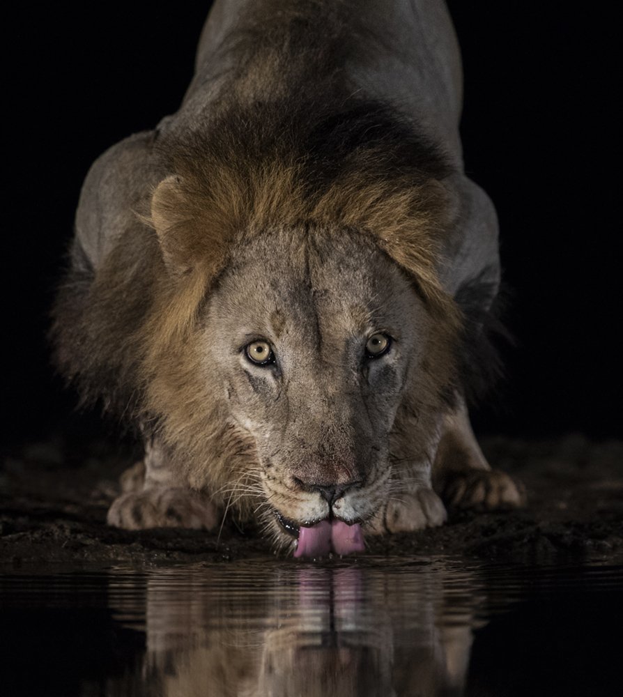 Thirsty Lion