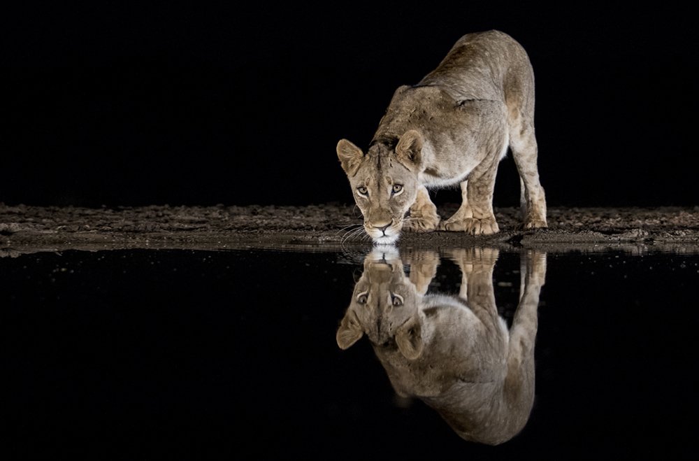 Lioness at watering hole