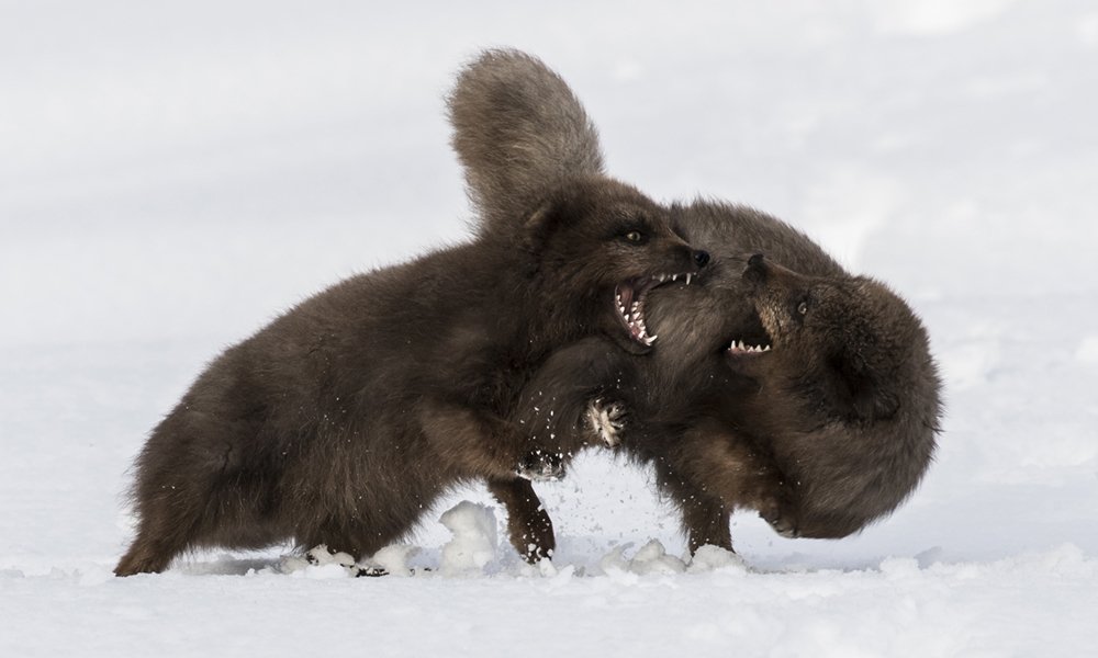 Arctic Fox Squabble