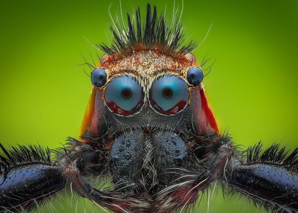 Portrait a male Epeus jumping spider