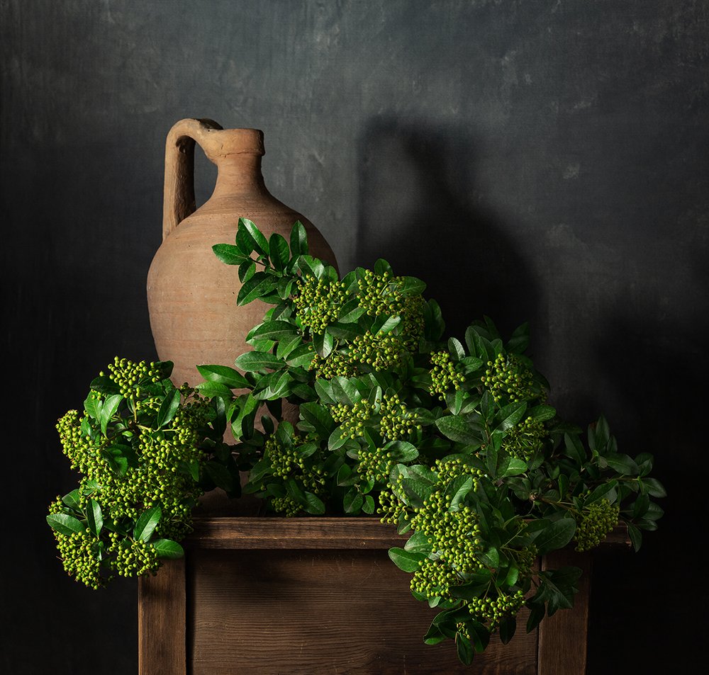 Зеленая пираканта