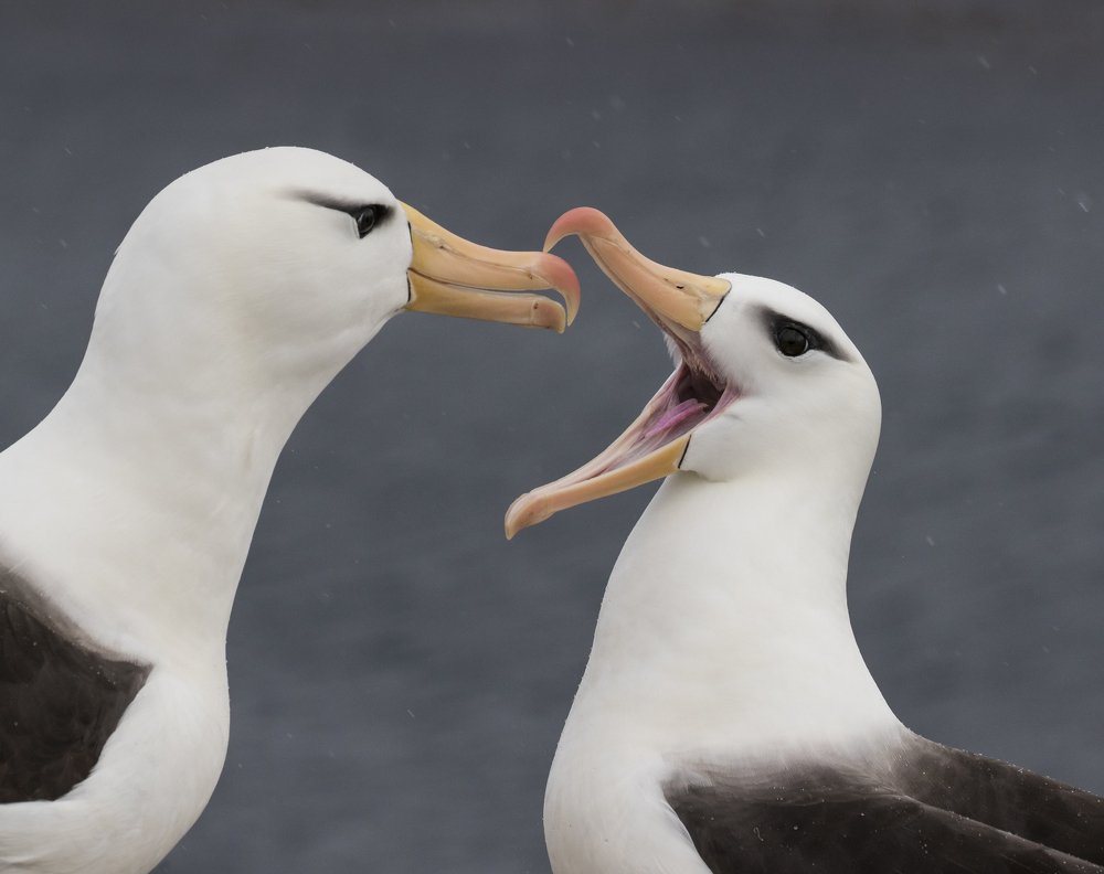 Black-browed Albatross