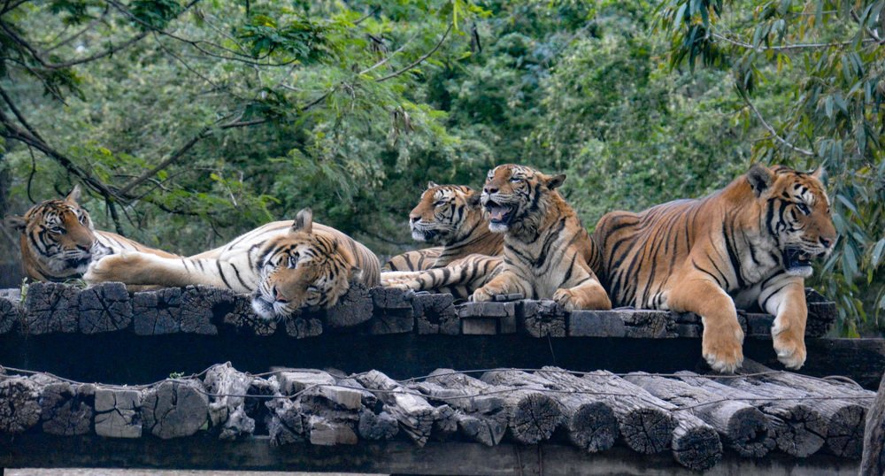 Фотография автора Subhadeep Debnath