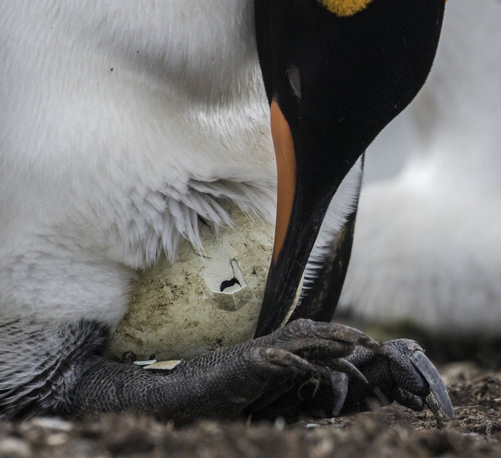 King Penguin Hatch