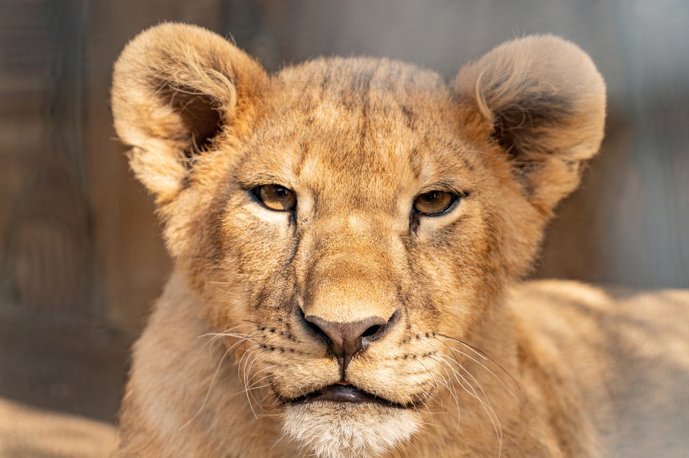 Photograph by Роман Надточий